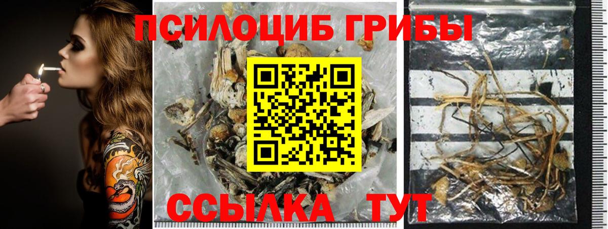 Карабулак  Псилоцибиновые грибы Psilocybine cubensis  Вход с VPN 